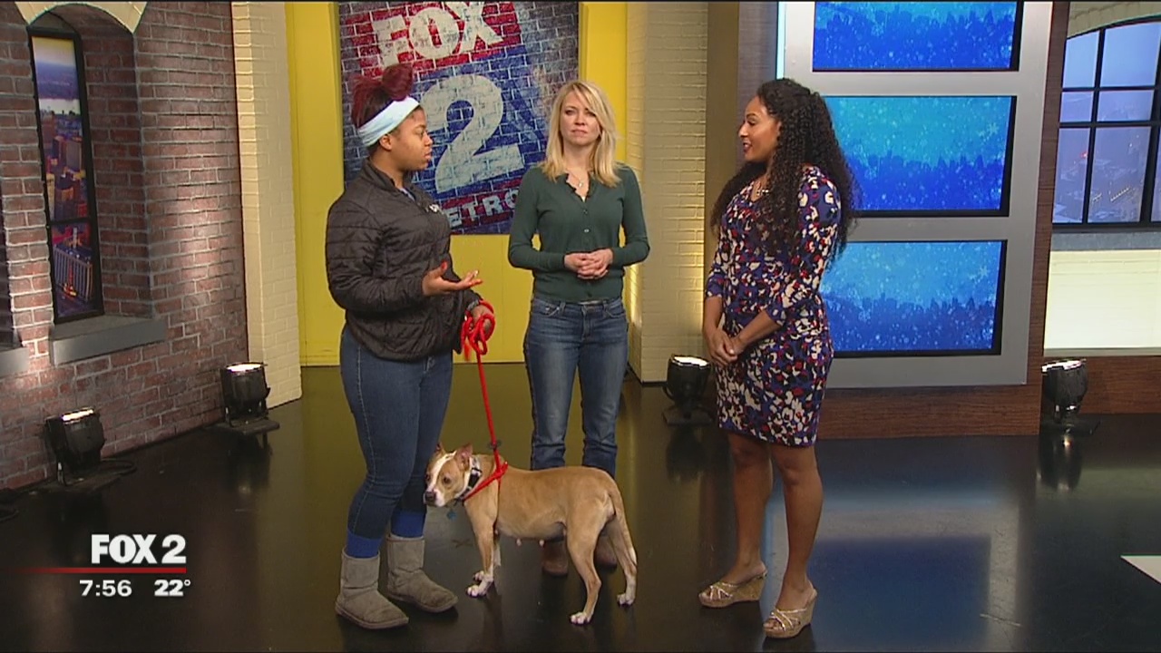 Welcome to Hollywoof