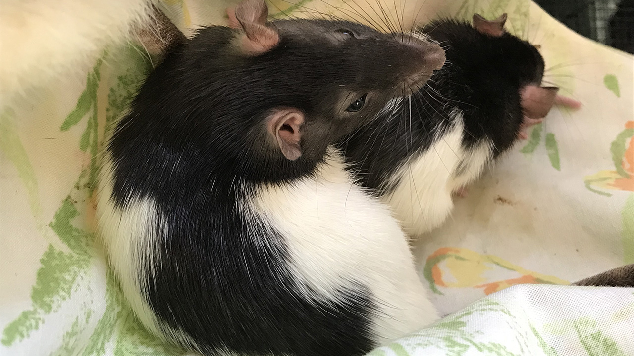 San Diego woman gives up 140 pet rats after population gets out of hand