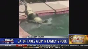 Gator takes a dip in family's pool