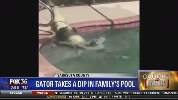 Gator takes a dip in family's pool