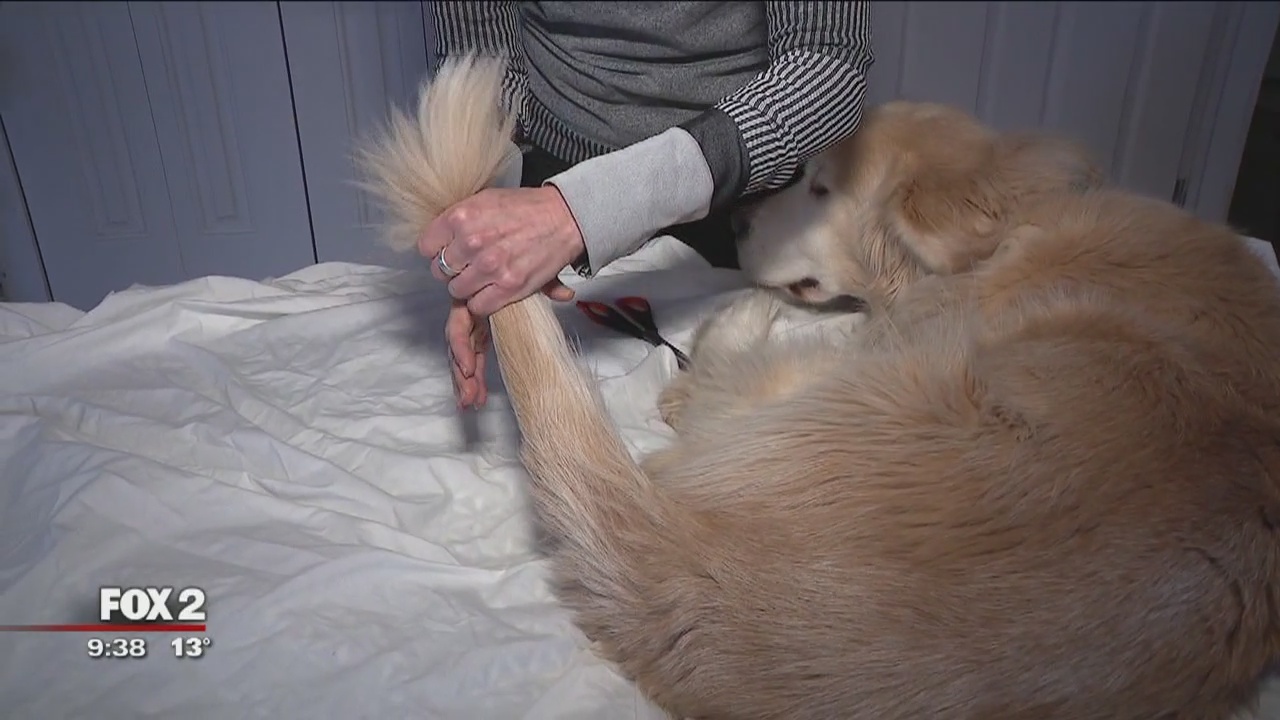 Jill of All Trades takes on the dog - and keeps him looking dapper