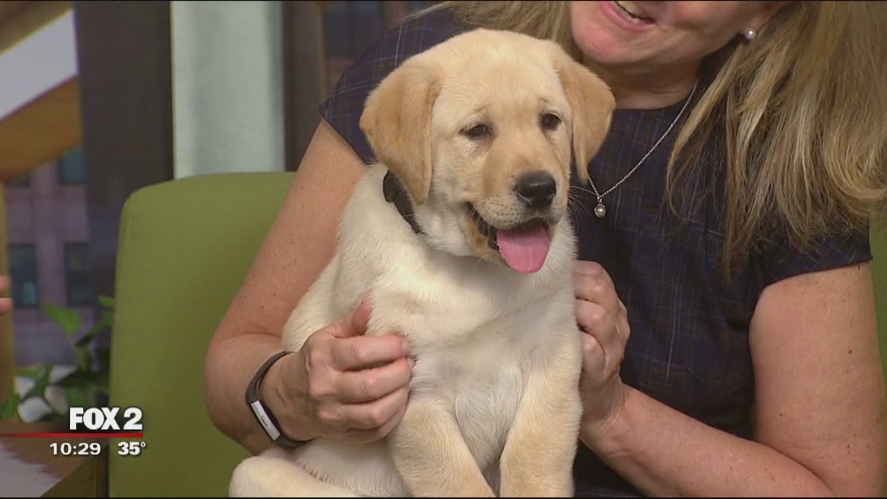 Meet "Parks" the new Metroparks K-9 Officer