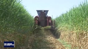 FOX 11 News In Depth Insurance, Produce and Hackers