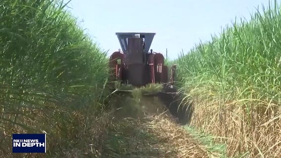 FOX 11 News In Depth Insurance, Produce and Hackers