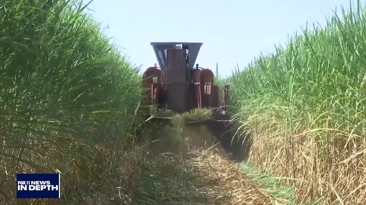 FOX 11 News In Depth Insurance, Produce and Hackers