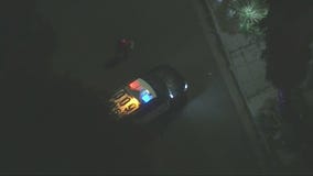 Dog walker shot, 2 French bulldogs stolen in Hollywood