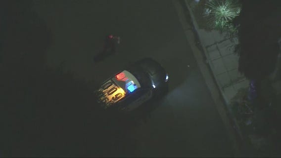 Dog walker shot, 2 French bulldogs stolen in Hollywood