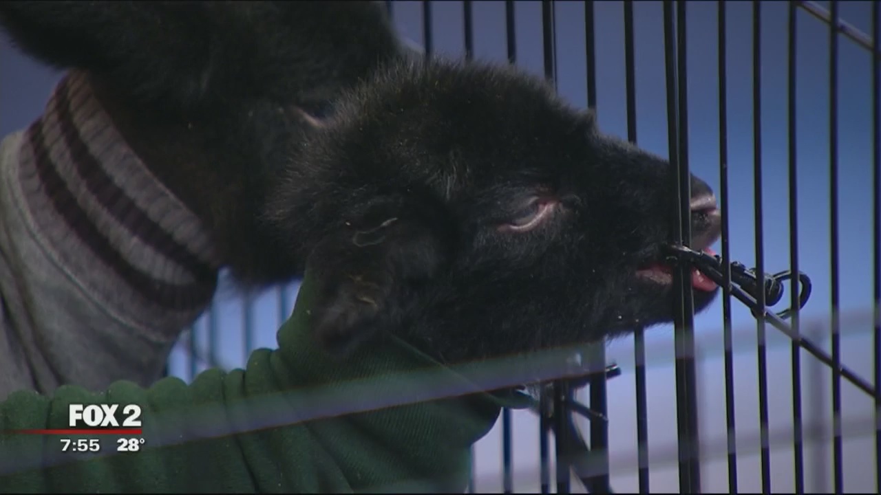 Metro Parent Camp Expo-Lambs