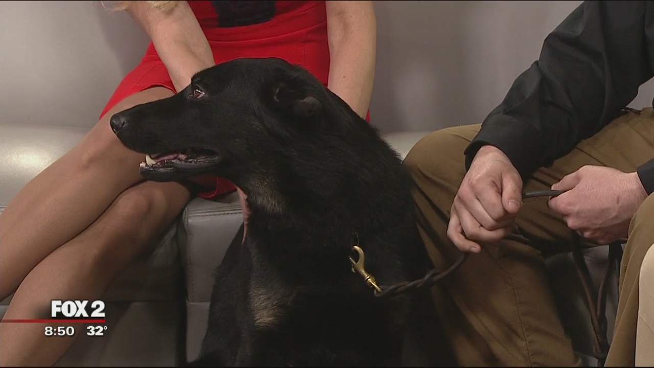 Hounds, Heroes & Hope event to highlight K-9 assisted therapy, honor veterans and first responders