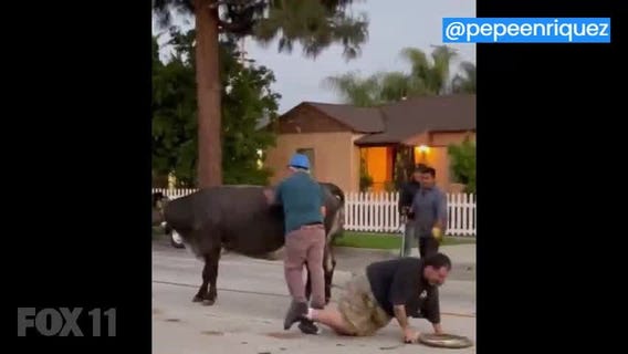 Cow charges at man in Pico Rivera