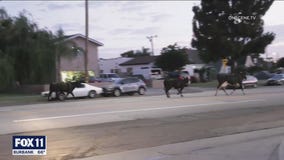 Cows freed from slaughterhouse by accident, deputies say