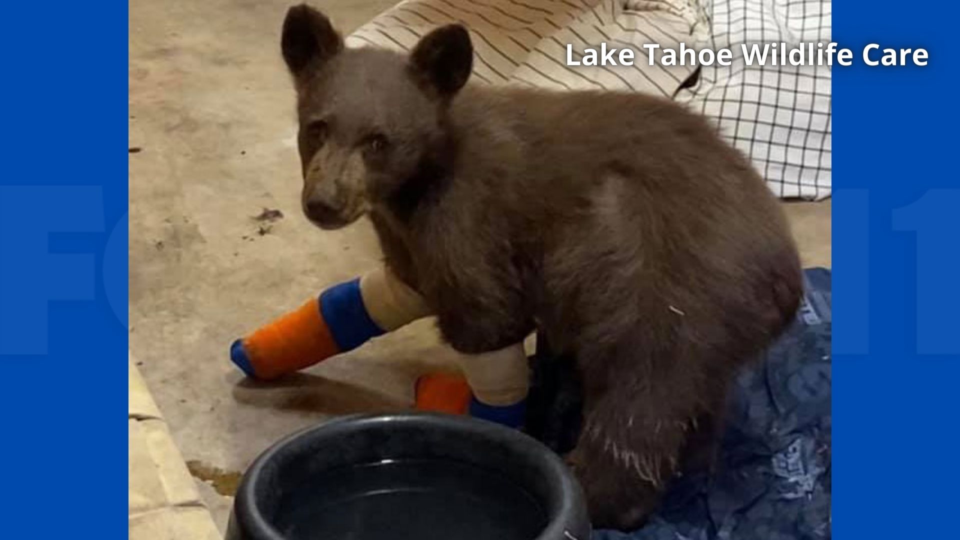 Cub recovering from Tamarack Fire escapes wildlife care