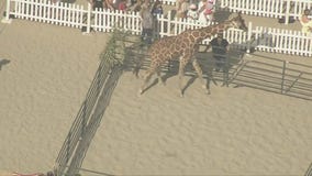 Giraffe steals the show in Santa Monica