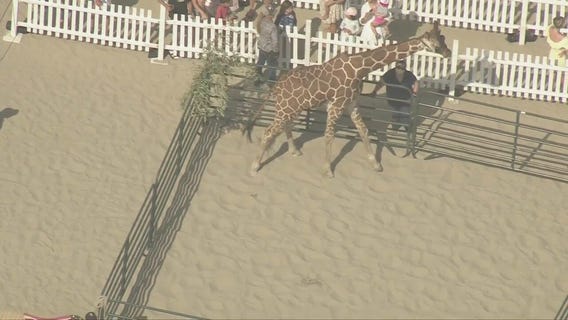 Giraffe steals the show in Santa Monica