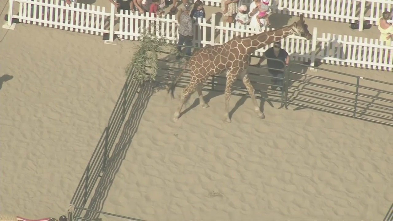 Giraffe steals the show in Santa Monica