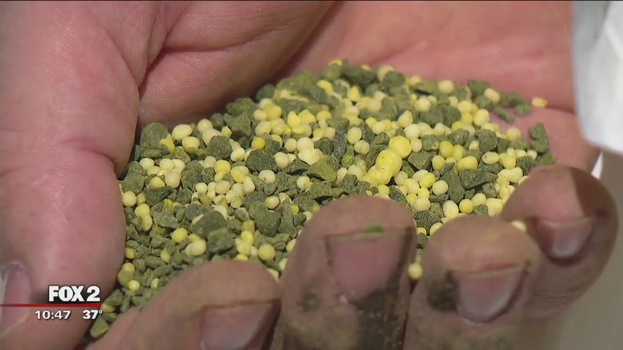 Green Summer Lawn?  Start Now!