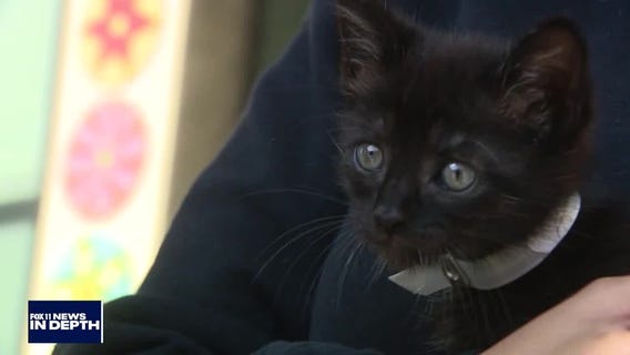 Veterinarian shortage impacting pet owners