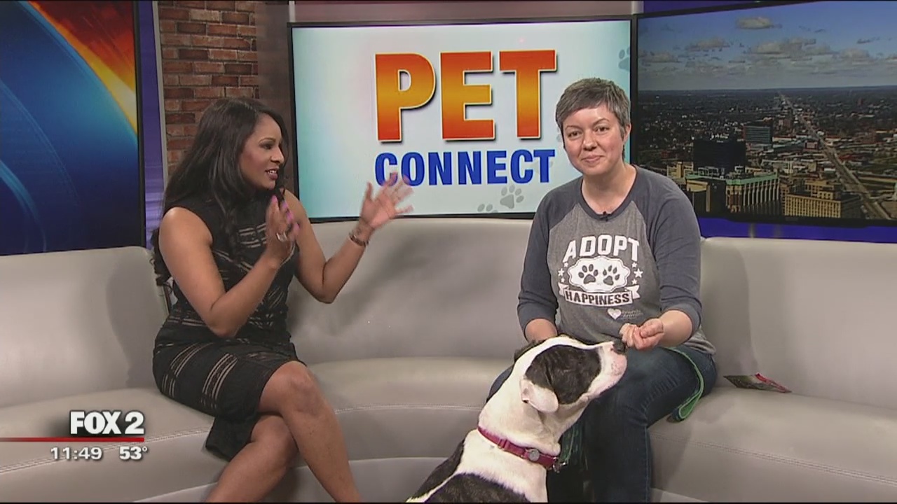 FOX 2 News: Live at 11 a.m.