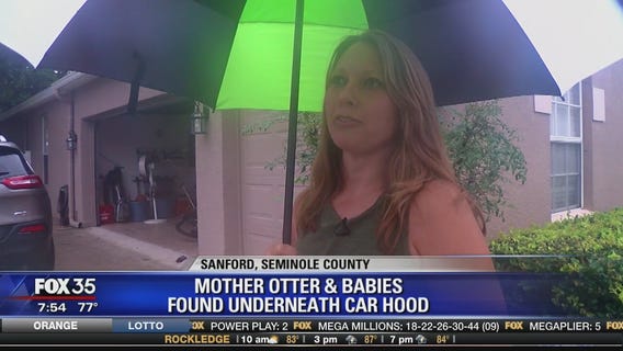 Mother otter & babies found underneath car hood