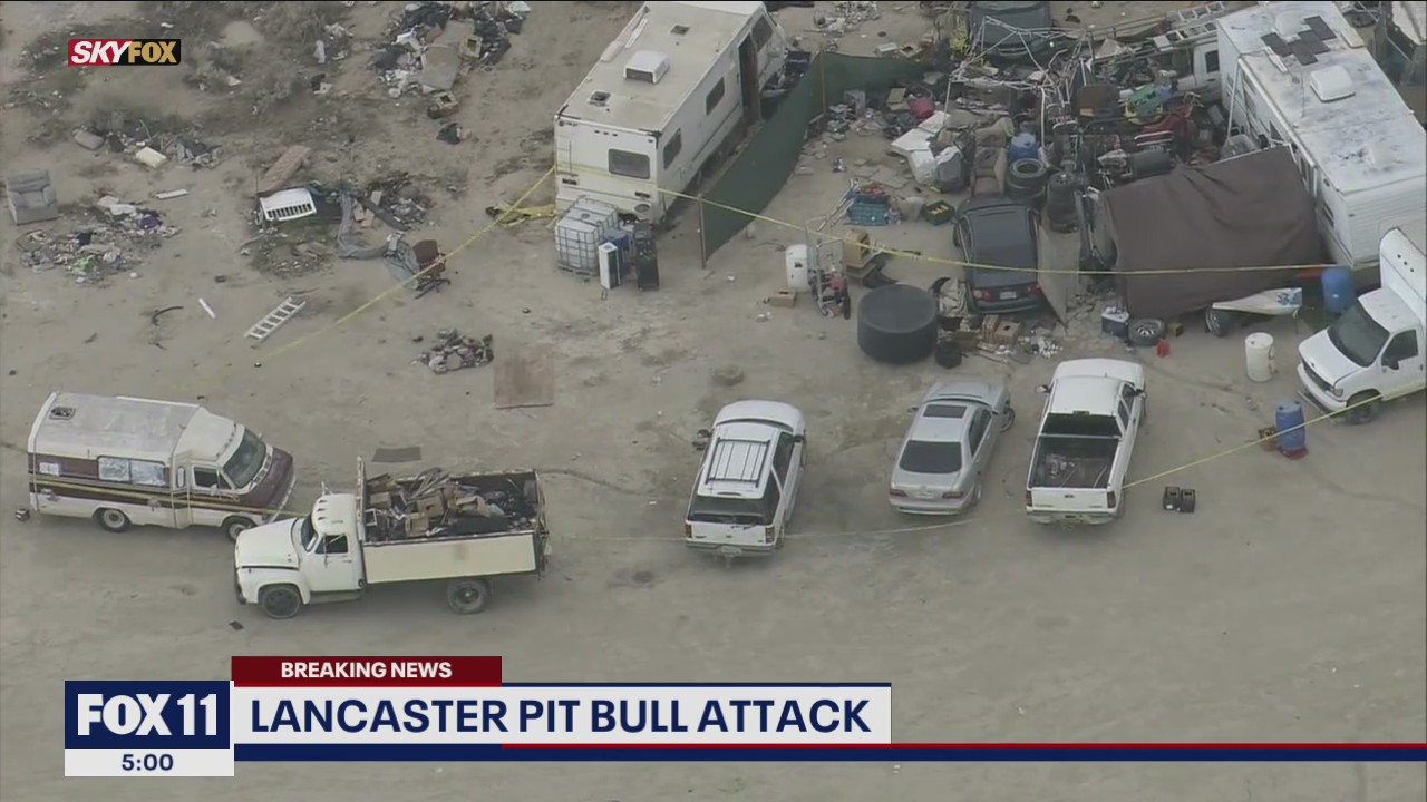 Suspected pit bull attack under investigation