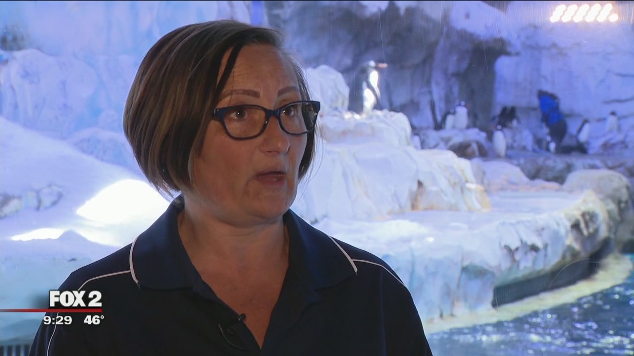 From screen to real-life: a look at the penguins from new Disneynature film