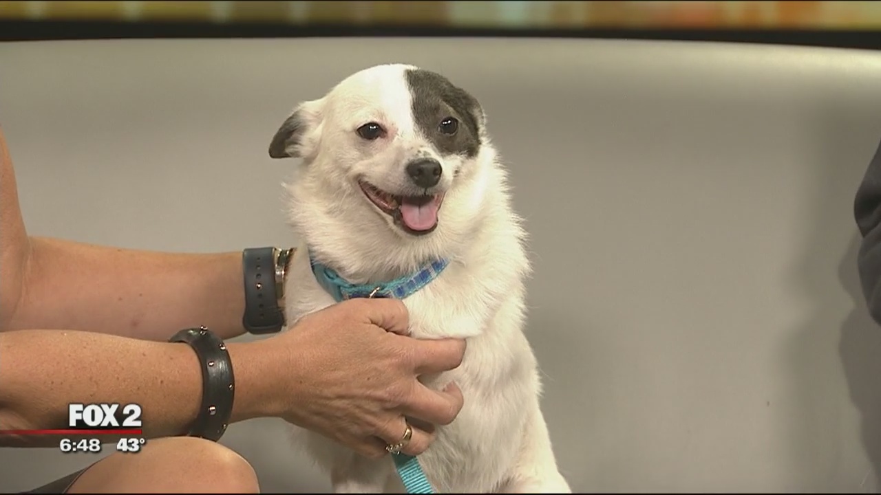 Michigan Humane Society hosting 30th annual Purrfect Bow Wow Brunch