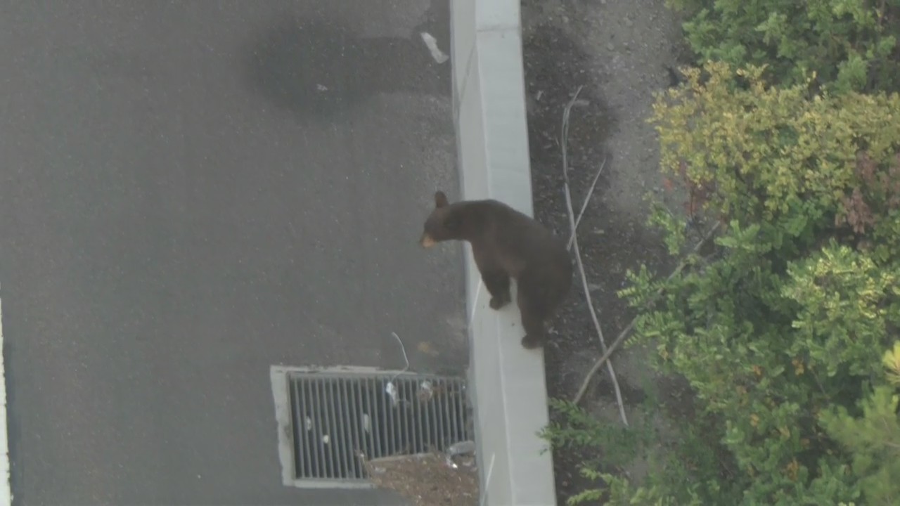 Bear shuts down part of 210 Freeway in La Ca?ada area