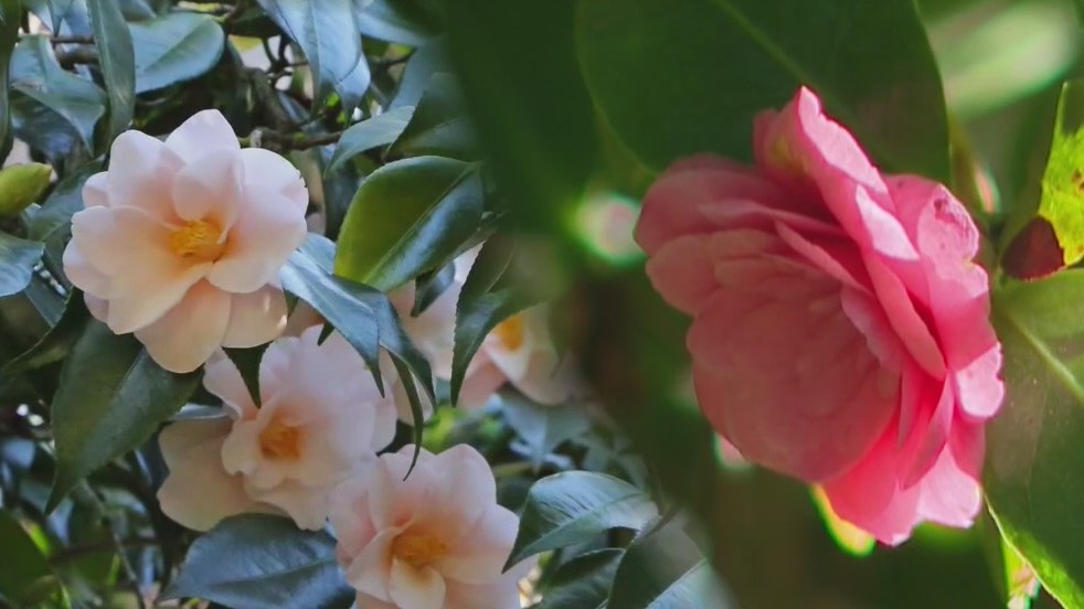 Stretch your dollar: 'Free days' at popular SoCal attractions