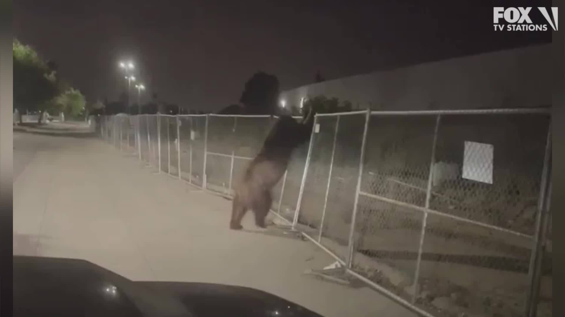 VIDEO: Bear spotted in Pomona