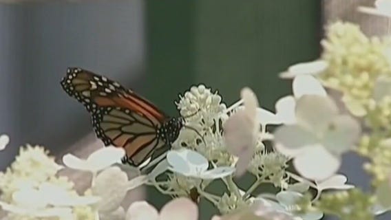 Here's how you can help the monarch butterflies survive