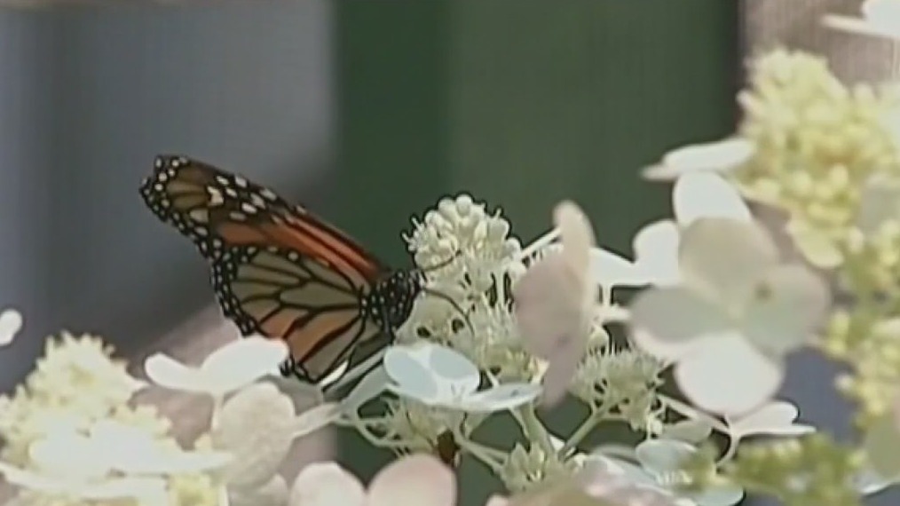 Here's how you can help the monarch butterflies survive