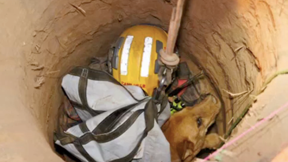 Blind dog who fell into 13-ft hole rescued