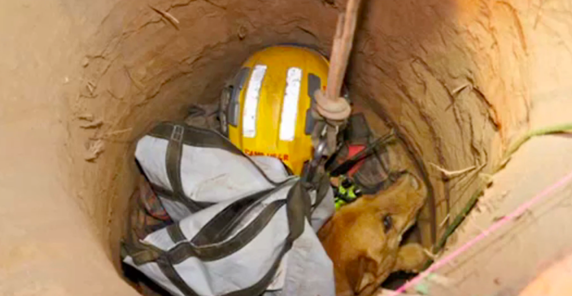 Blind dog who fell into 13-ft hole rescued