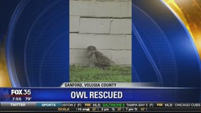 Owl rescued