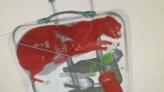 TSA finds stowaway cat in a bag