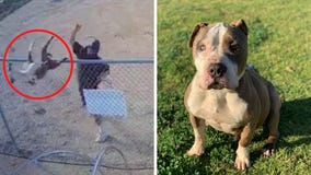 Caught on camera: Man tosses, abandons dog at Riverside County cell tower