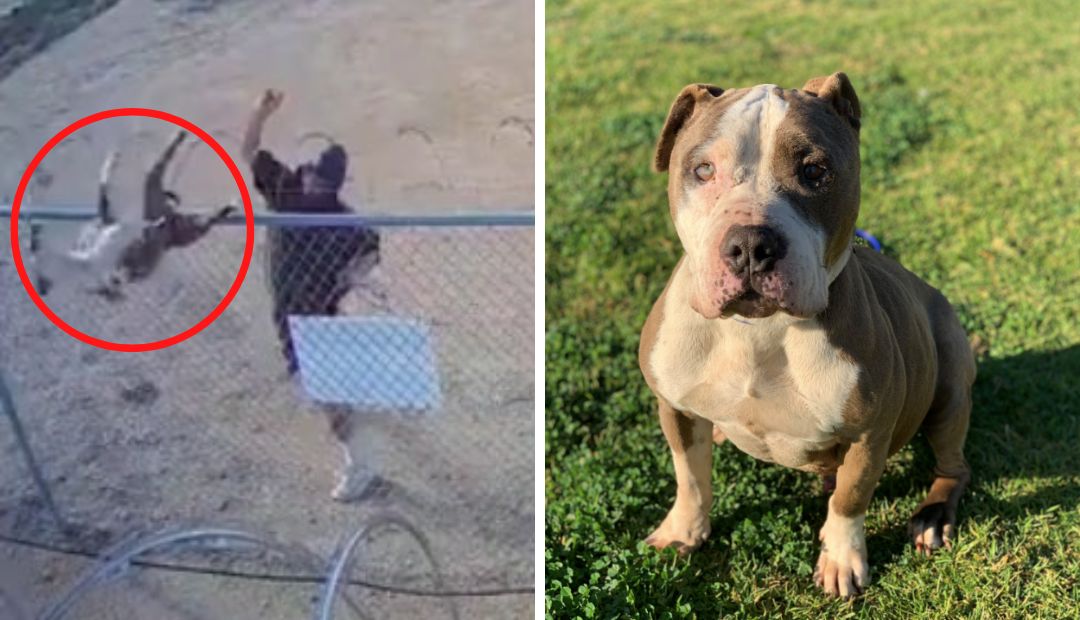 Caught on camera: Man tosses, abandons dog at Riverside County cell tower