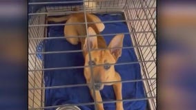 Local animal shelter seeks public's help