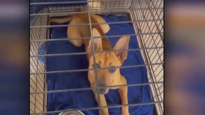 Local animal shelter seeks public's help