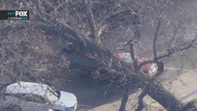 City official responds after woman dies after tree falls on car in Anaheim