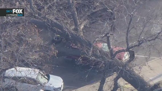 City official responds after woman dies after tree falls on car in Anaheim