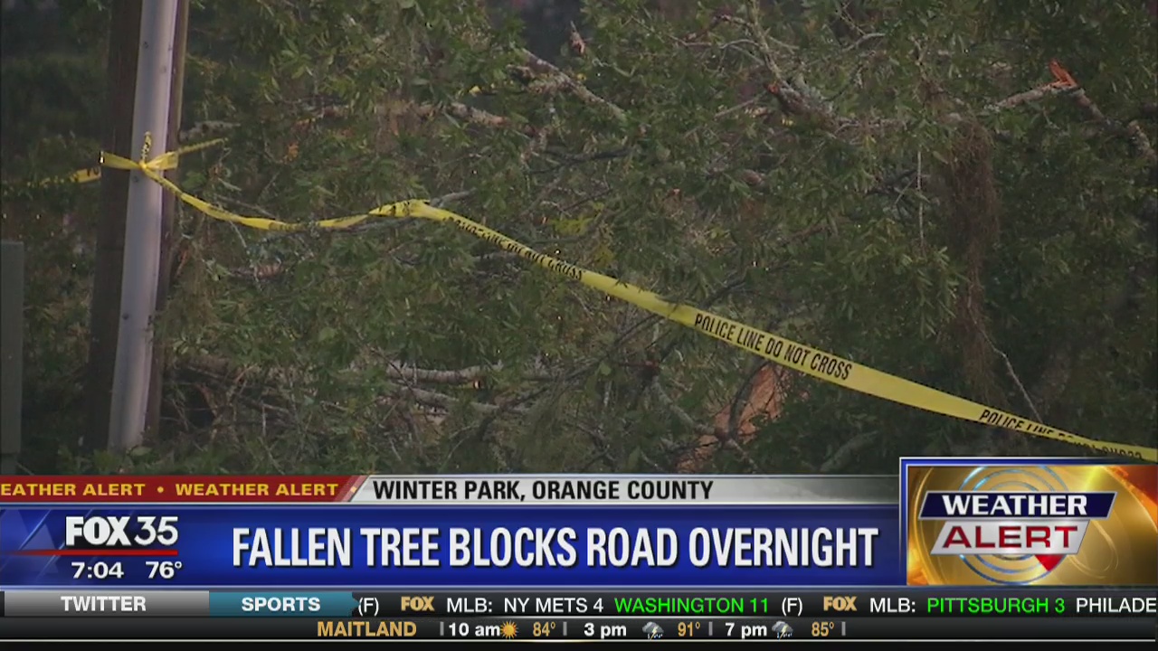 Fallen tree blocks road overnight | FOX 35 Orlando