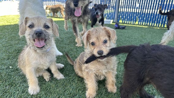 15 dogs rescued from Gardena casino parking lot up for adoption