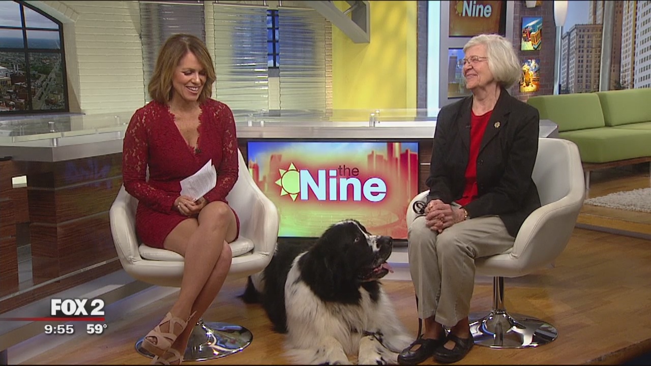 Detroit Kennel Club Show