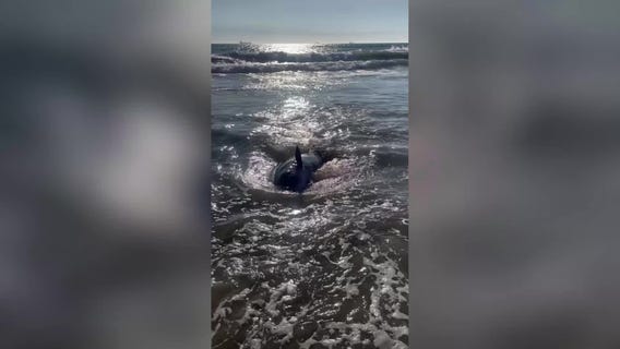 Juvenile whale in Huntington Beach