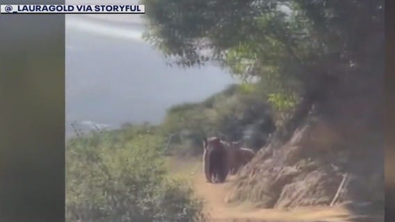 Woman roars at bears during tense encounter