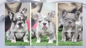 Alleged dognapper caught on video