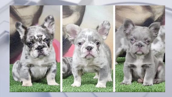 Alleged dognapper caught on video