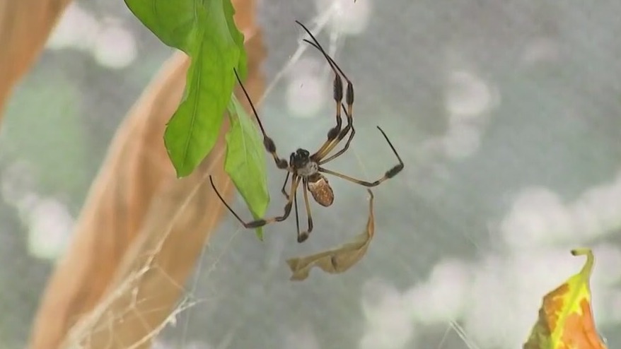 Jenn at Work: Helping at the Spider Pavilion
