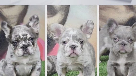 Dogs, cash stolen from Gardena pet store